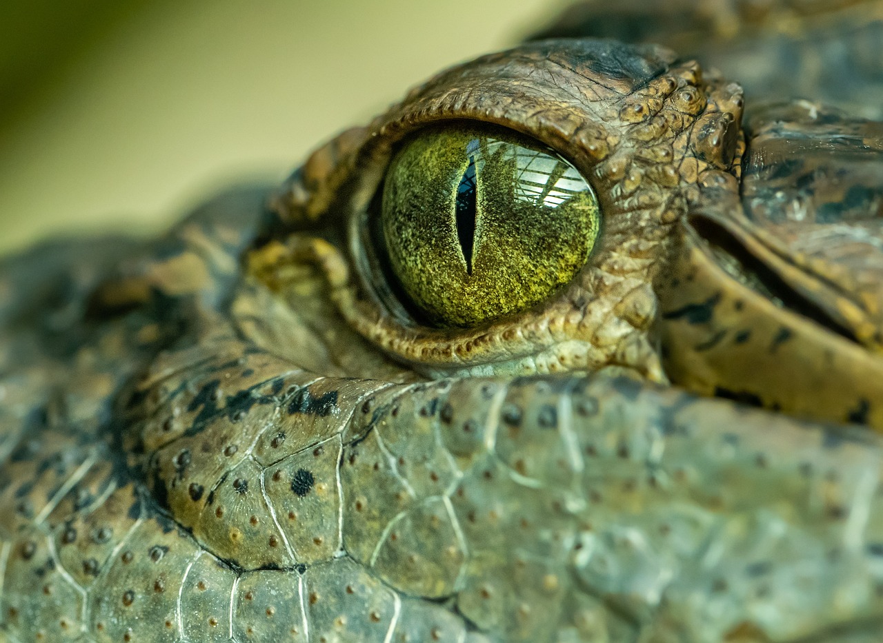 crocodile, eye, reptile