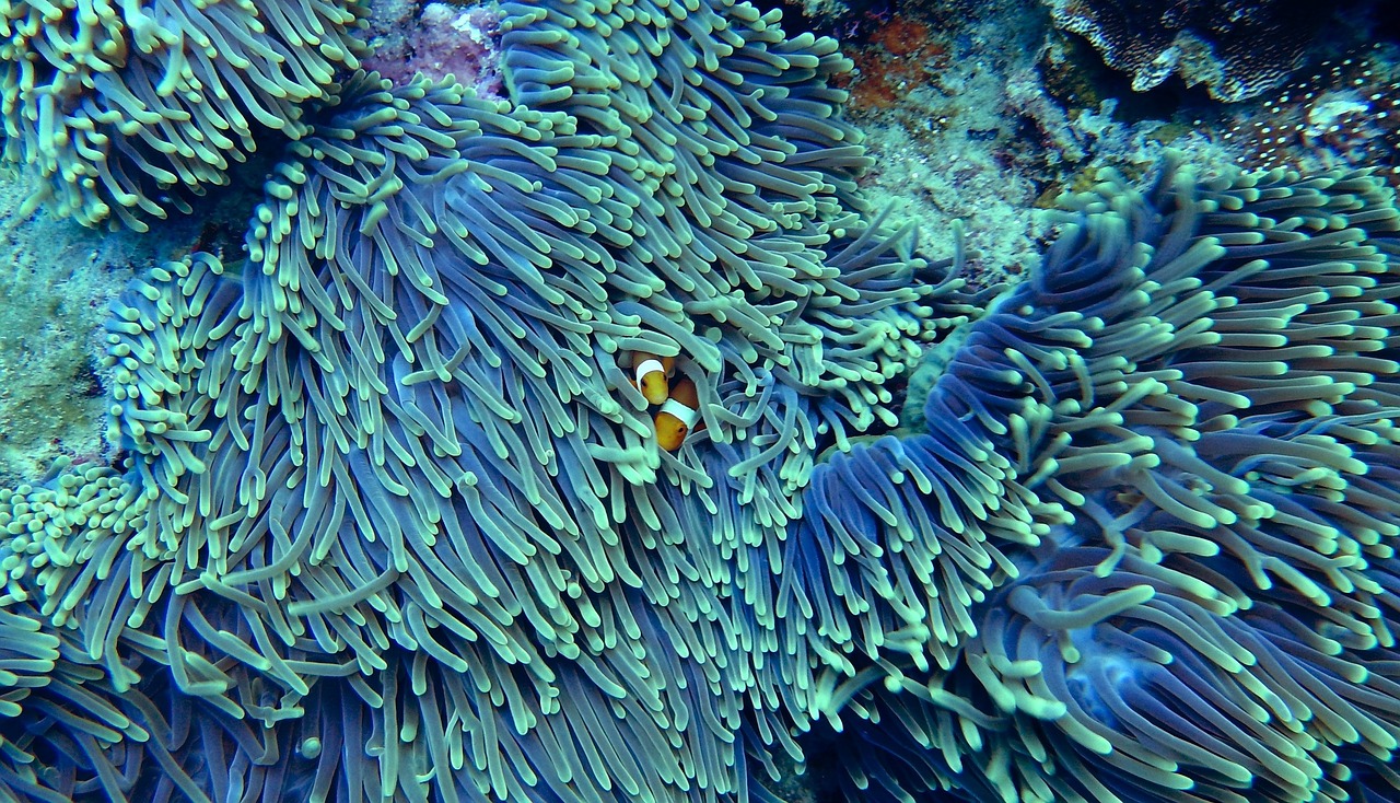 water, corals, underwater