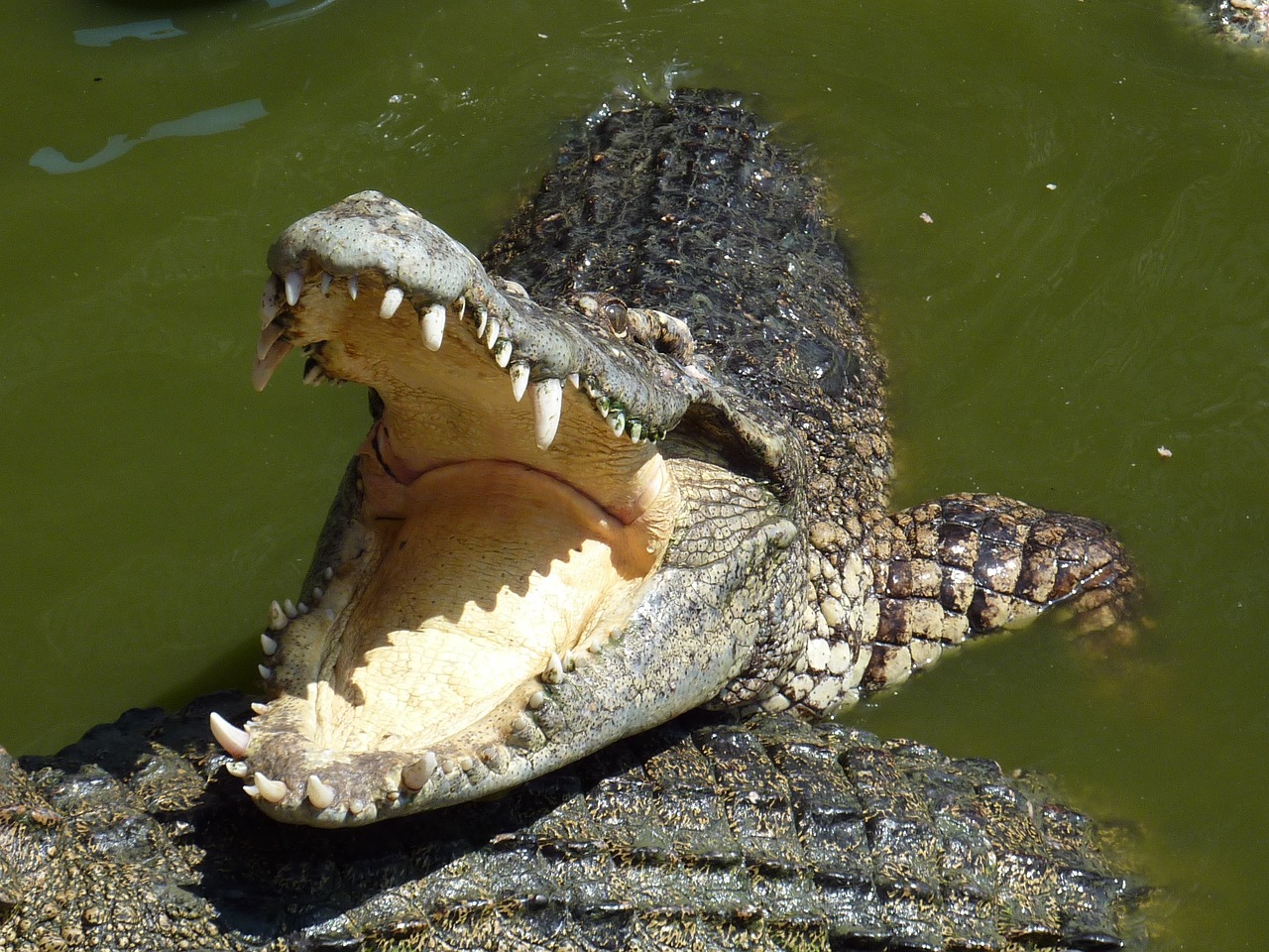crocodile, thailand, teeth