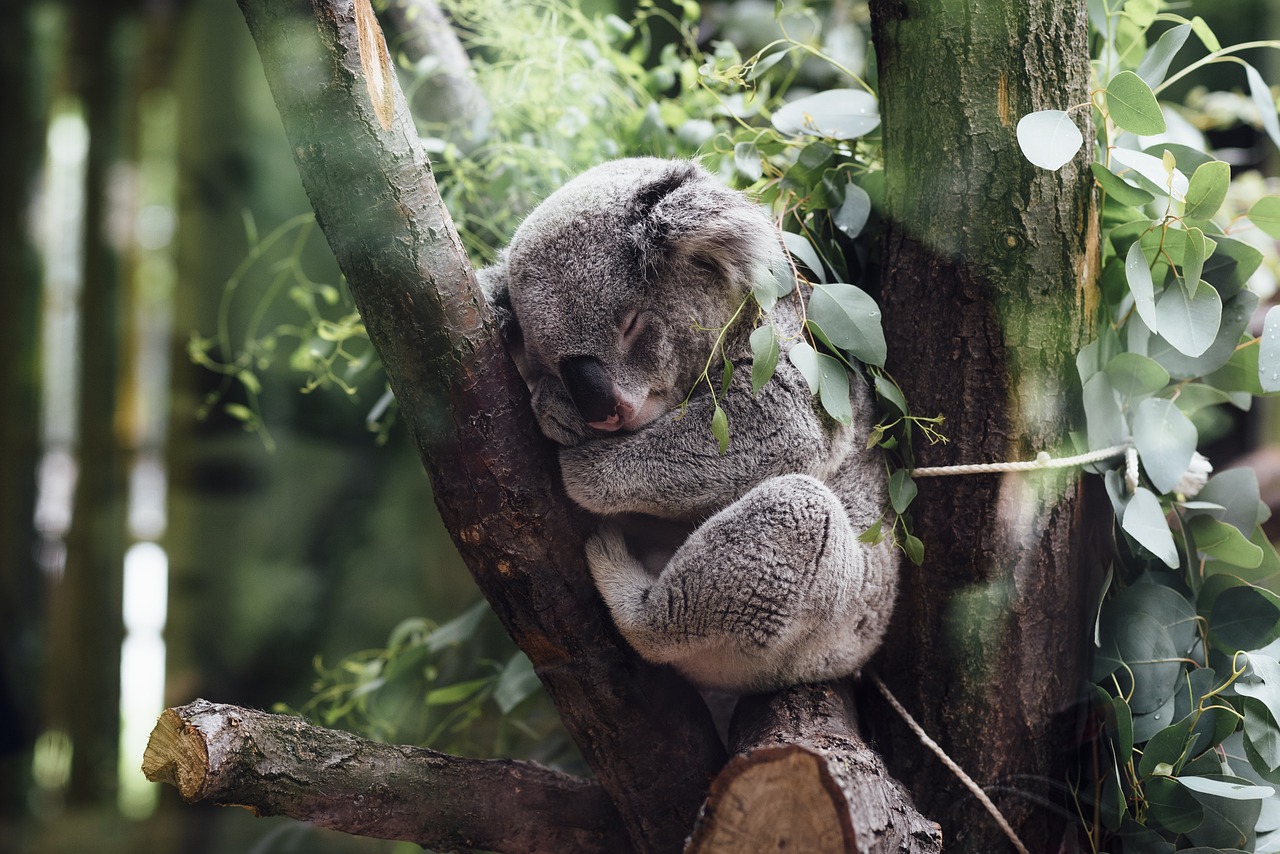 animals, mammals, koala