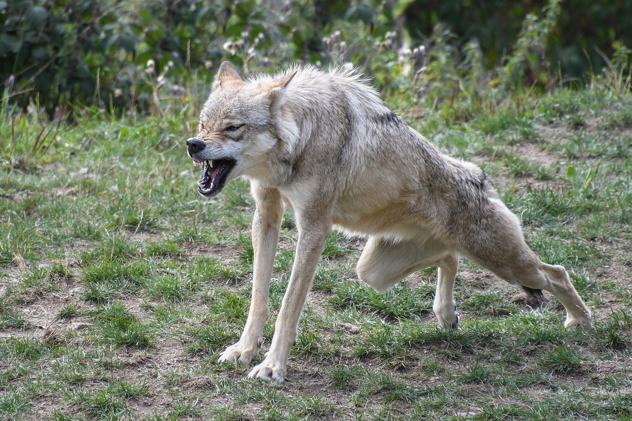 wolf, yawn, mouth