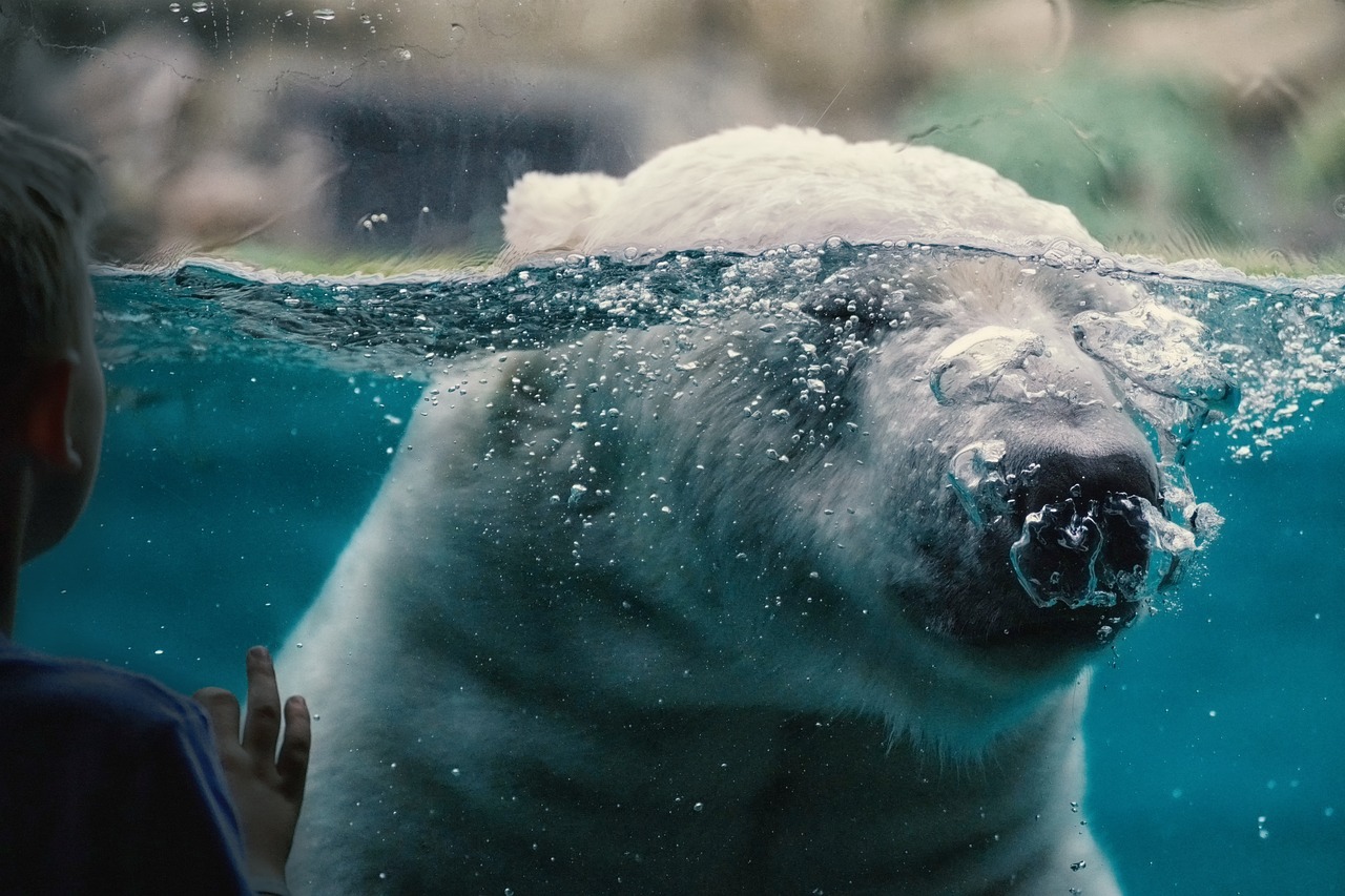 polar bear, zoo, captivity