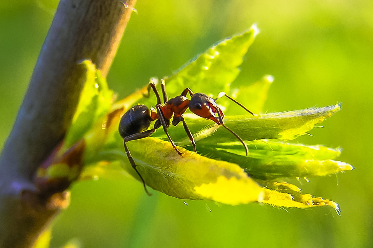 ant, nature, macro
