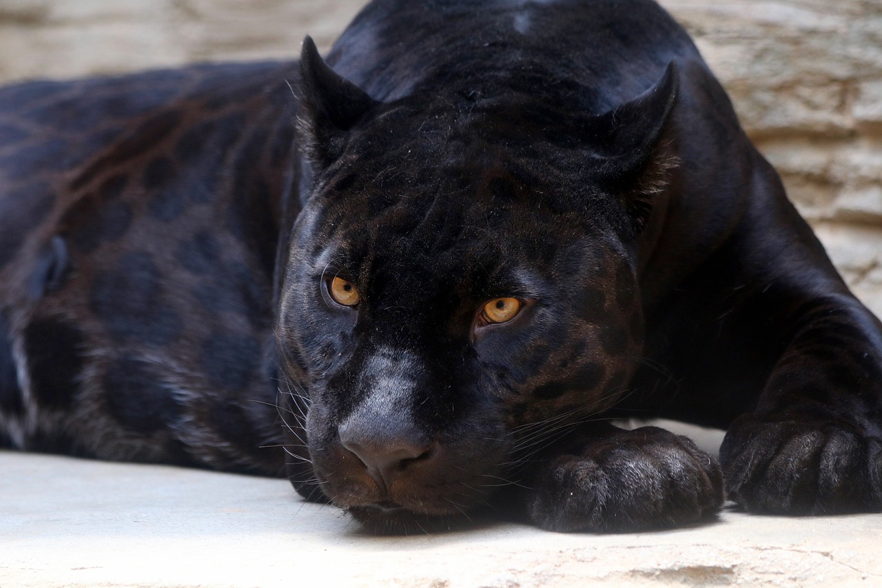 black panther, jaguar, feline