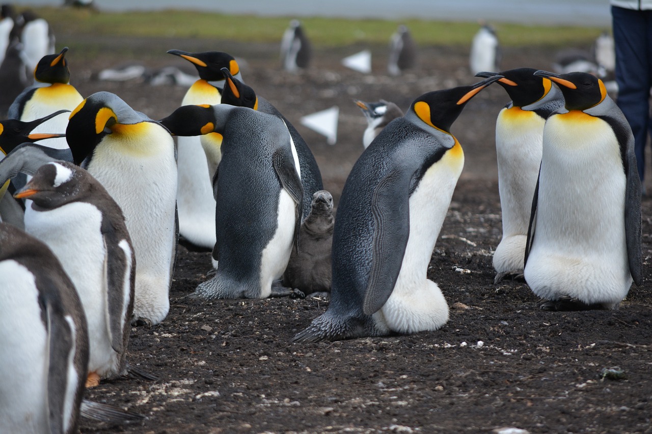 penguins, falkland islands, nest