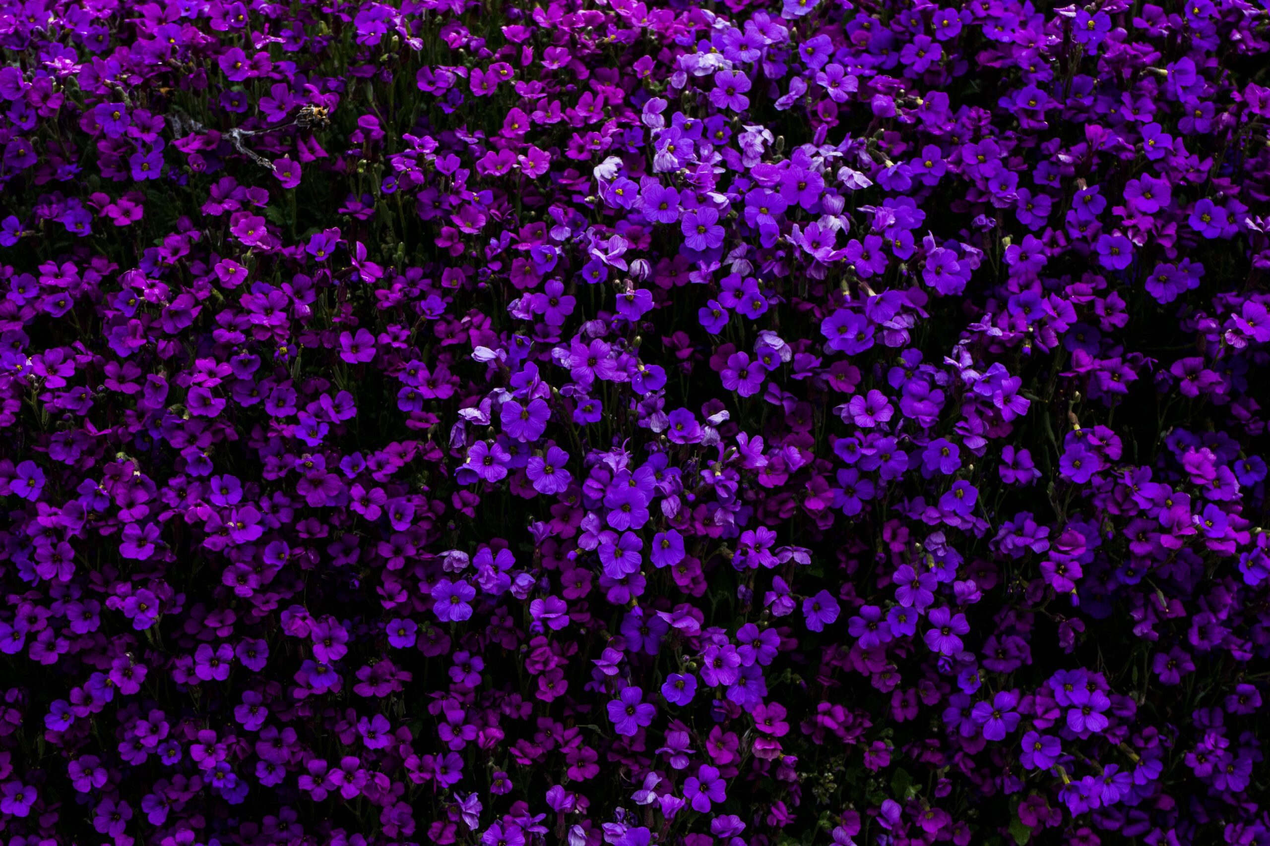 purple flowered hedge plants