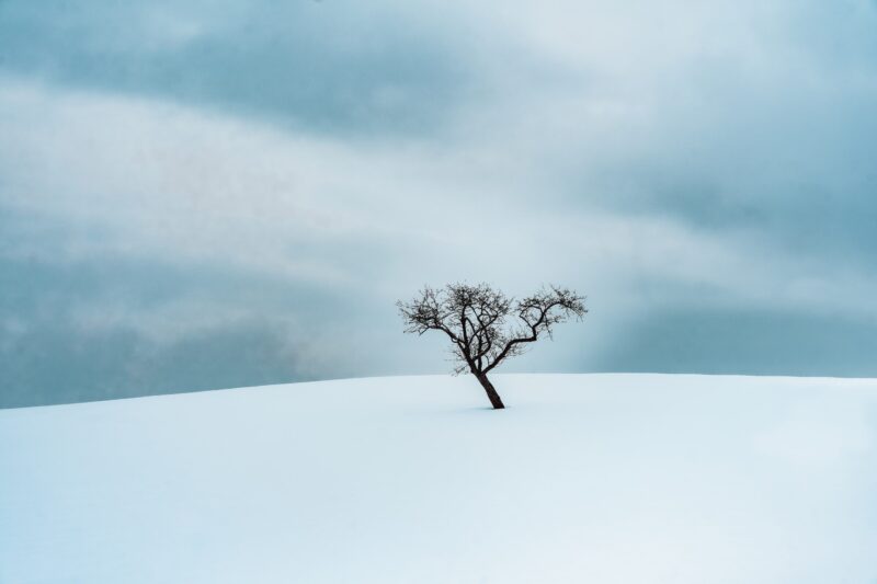 usamljeno drvo tree priroda